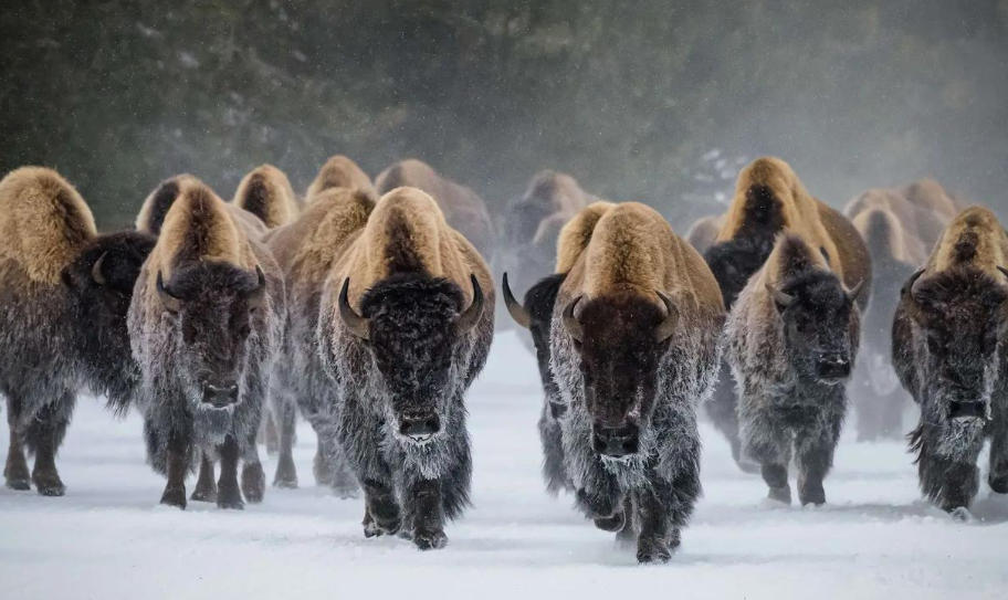 上川岛战地迷有限公司轮播图5